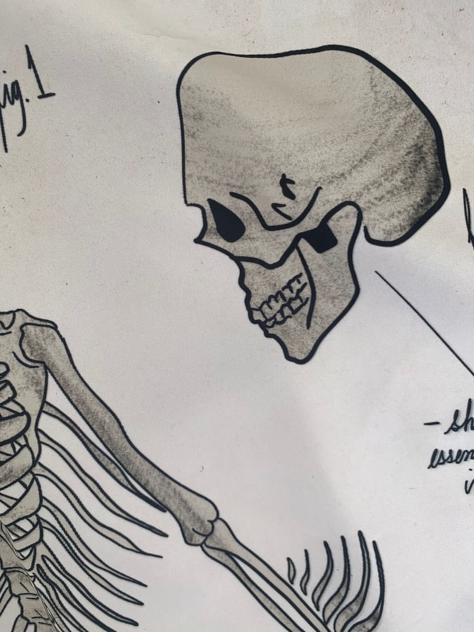Panô Mermaid Anatomy — imagem 2